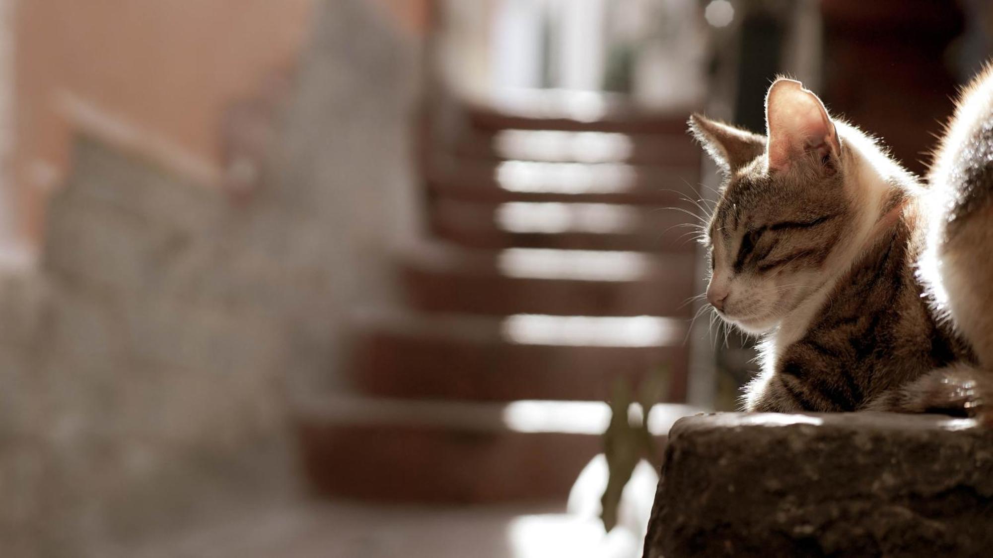 Casa Nel Borgo Dei Gatti Leilighet Cetara Eksteriør bilde