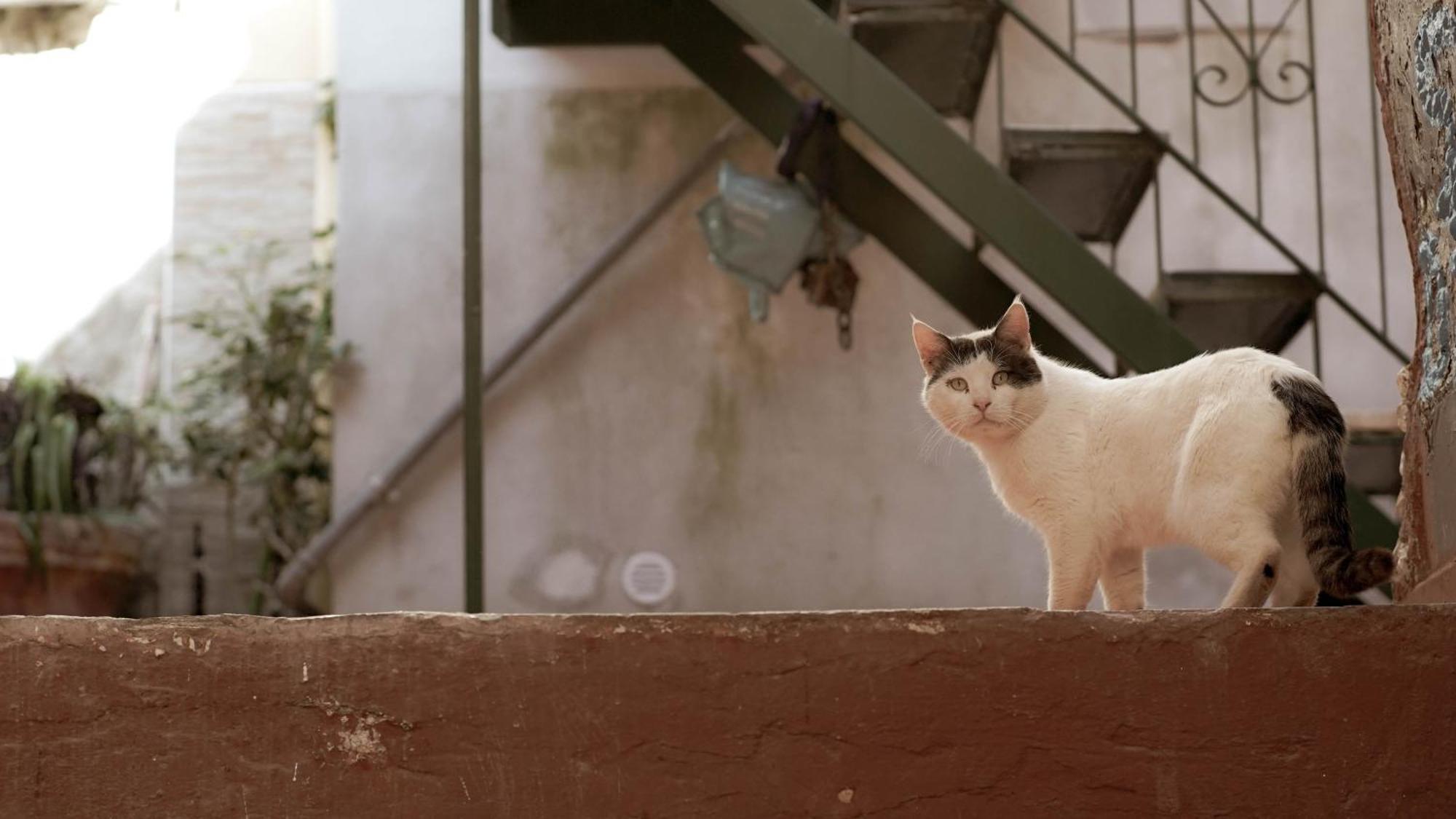 Casa Nel Borgo Dei Gatti Leilighet Cetara Eksteriør bilde